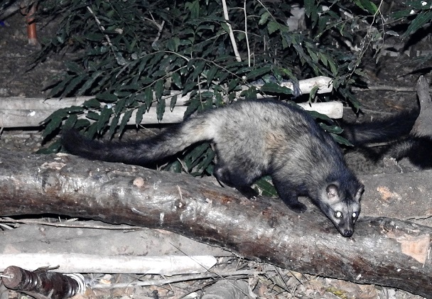 3-Weasels 3-Weasels