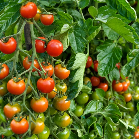 tomatoes