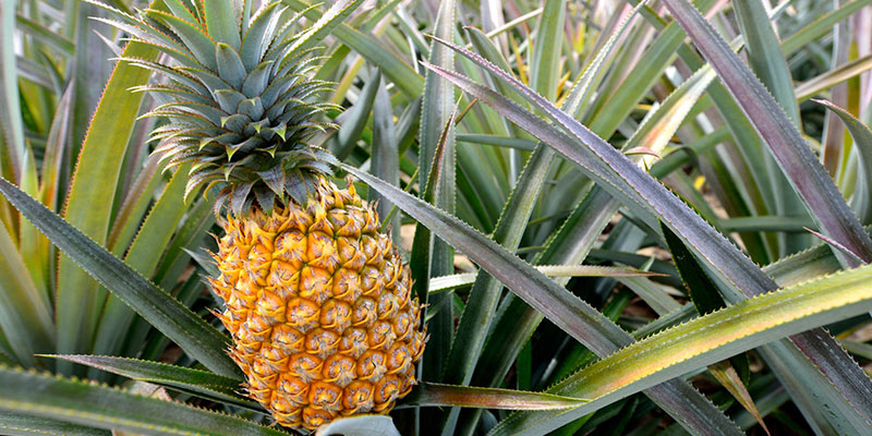 Pineapplecultivation
