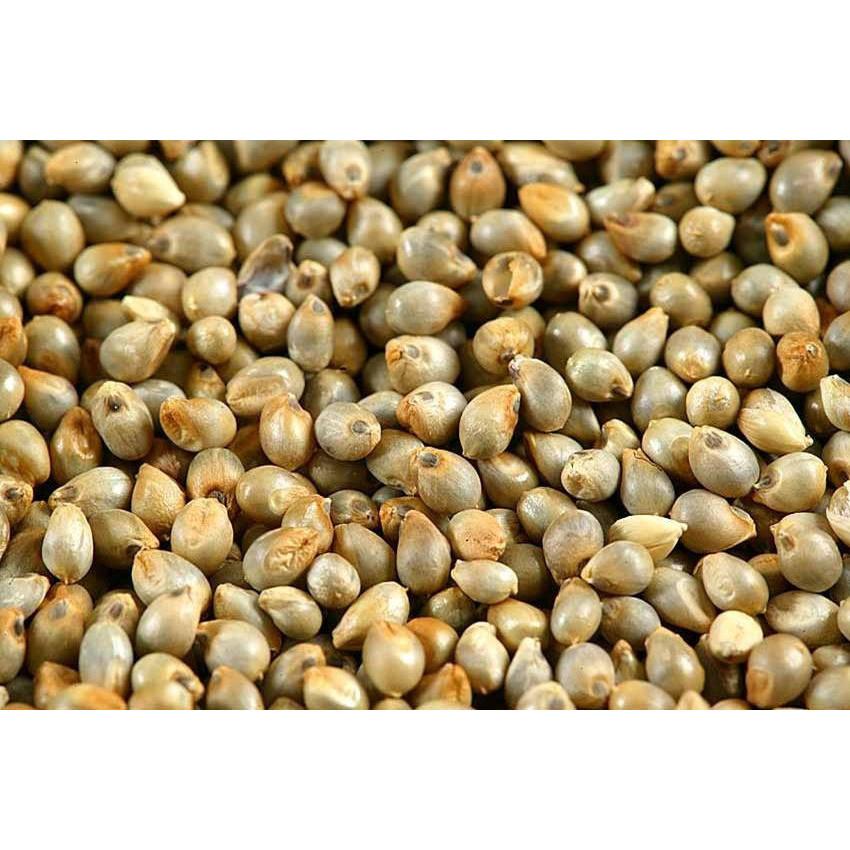 VST Pearl Millet/Kambu Pearl Millet VS Traderrs