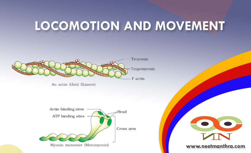 LOCOMOTION AND MOVEMENT