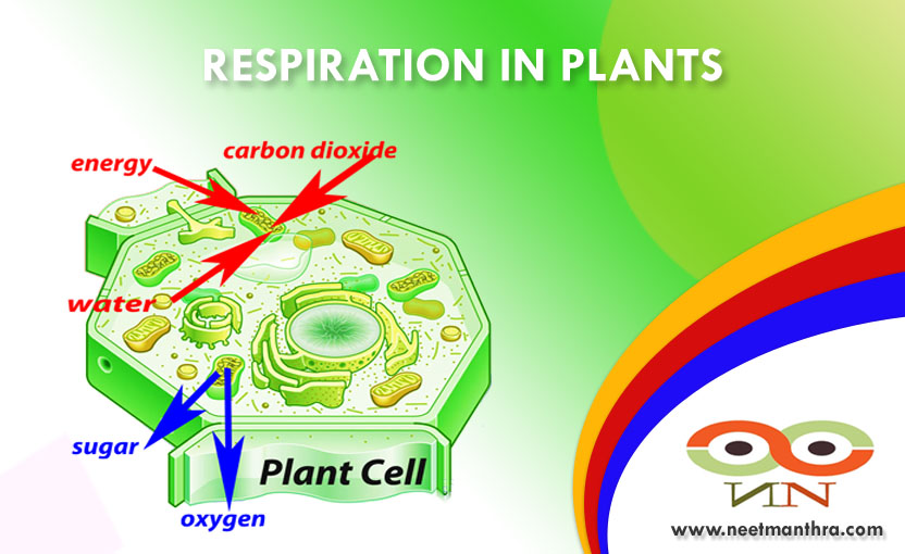 RESPIRATION IN PLANTS