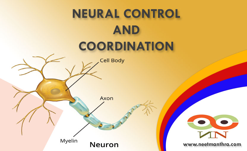 NEURAL CONTROL AND COORDINATION