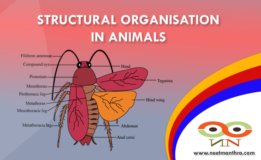 STRUCTURAL ORGANISATION IN ANIMALS