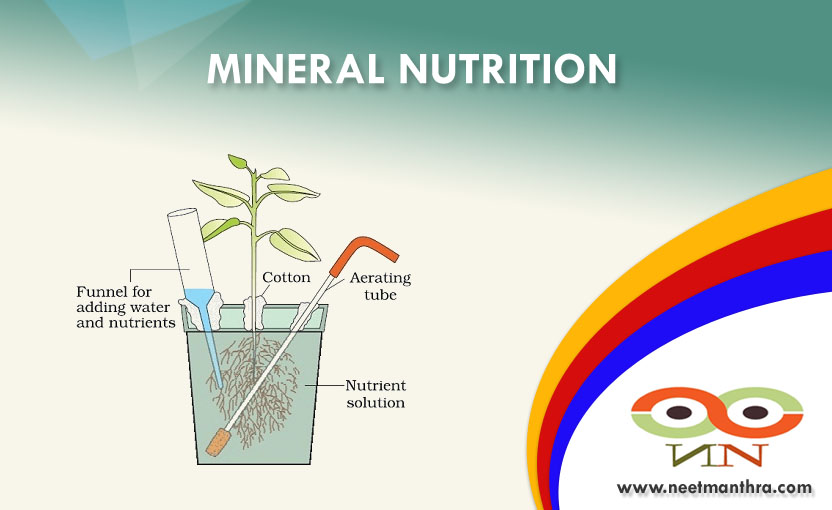 MINERAL NUTRITION