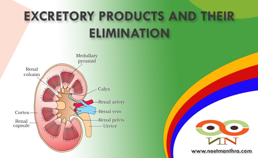 EXCRETORY PRODUCTS AND THEIR ELIMINATION