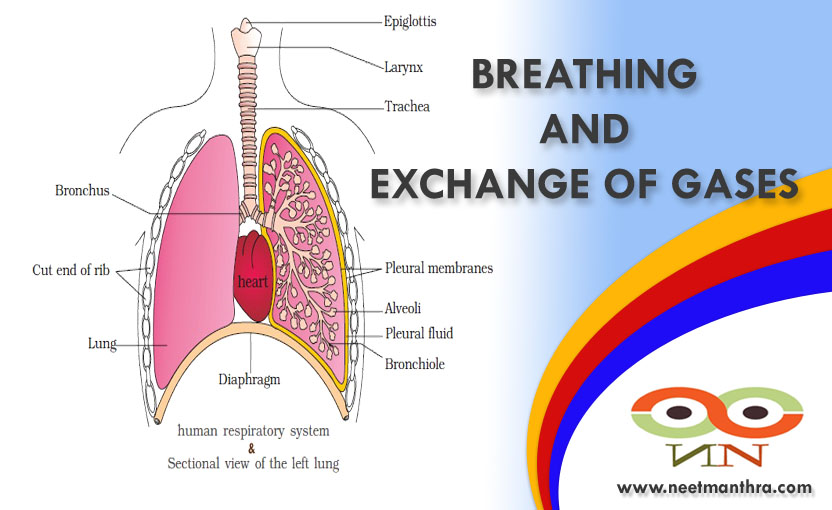 BREATHING AND EXCHANGE OF GASES