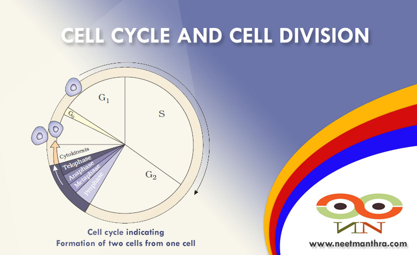 CELL CYCLE AND CELL DIVISION